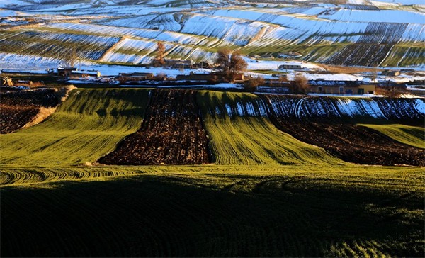 Spring in Xinjiang: Lush green-white wheat fields