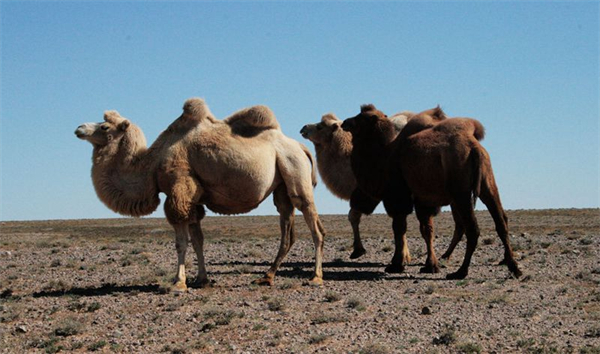 Tracking technology helps boost camel herding in Xinjiang