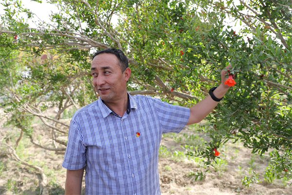 Memetreyim Memetmin, Party chief of a pomegranate-growing village in Qira county, Hotan, shows off a pomegranate tree flower. [Photo by Wang Zhuangfei chinadaily.com.cn].jpg