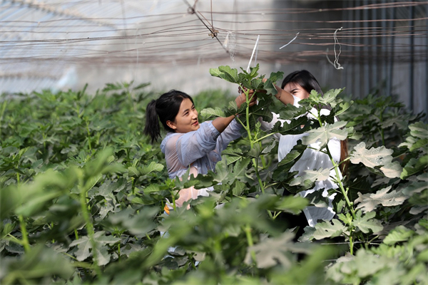 Farmers work inside a greenhouse in Jinnan New Village of Qira county, Hotan. [Photo by Wang Zhuangfei chinadaily.com.cn].jpg