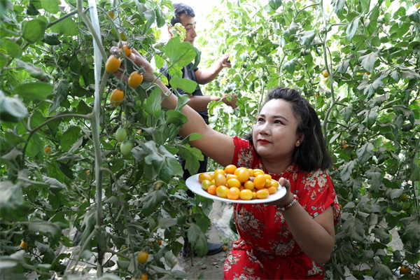 Farmers harvest tomatoes in Jinnan New Village of Qira county, Hotan. [Photo by Wang Zhuangfei chinadaily.com.cn].jpg