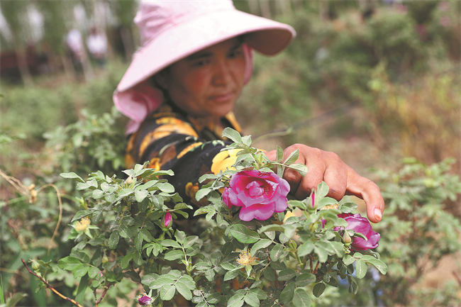 Success story blooms amid desert roses