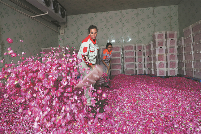 Workers handle rose petals at a factory in Yutian. WANG ZHUANGFEI CHINA DAILY.jpg