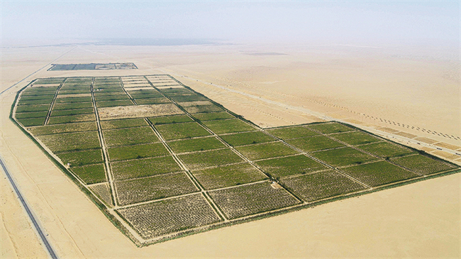 An aerial view of rose fields in the Taklimakan, the largest desert in China. Roses are flourishing in harsh environments thanks to drip irrigation technology. CHINA DAILY.jpg