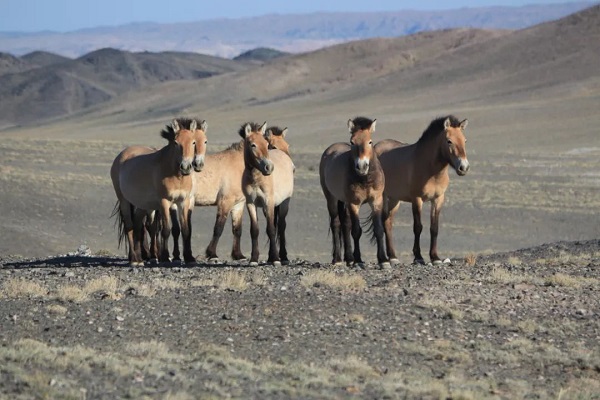 National park project boosts desert biodiversity in China's Xinjiang