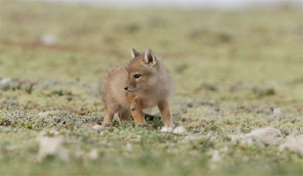 Adorable sand foxes explore the world