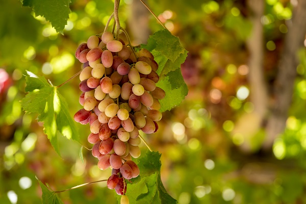 A cultural oasis enchants visitors with grape vines