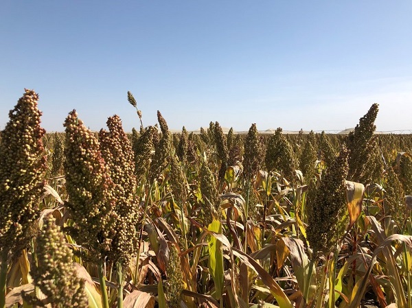 Innovation turns desert into arable land