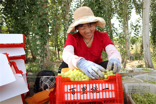 Grape farmers in Turpan, Xinjiang, improve harvest