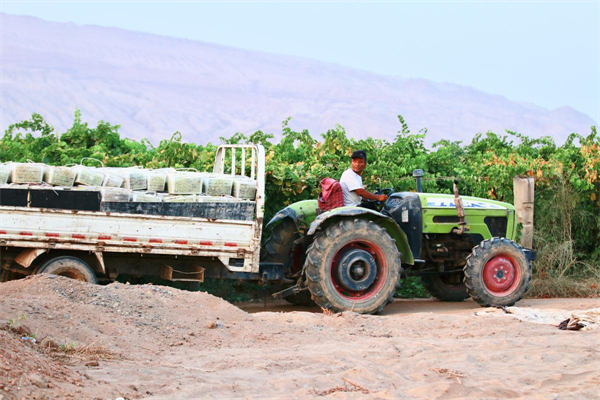A grape farmer in the Gaochang district of Turpan, Xinjiang Uygur autonomous region, passes by a vineyard on Thursday. Photo by Zhu Lixin.jpg