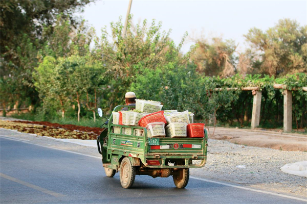 A Uygur villager in Turpan, Xinjiang Uygur autonomous region, drives a tricycle loaded with grapes on Thursday. Photo by Zhu Lixin.jpg