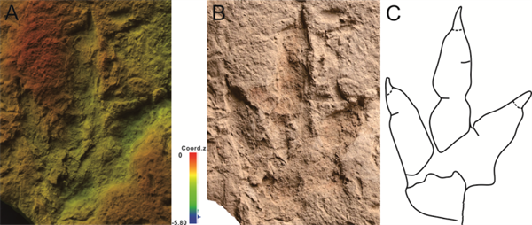 保存完好的哈密兽脚类足迹化石（汪筱林团队供图）。A 伪彩色深度图；B 标本照片；C 线条图.png
