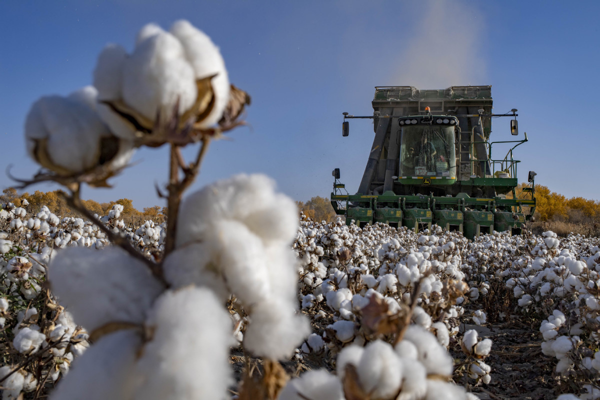 Xinjiang to see machines harvesting 80 pct of cotton