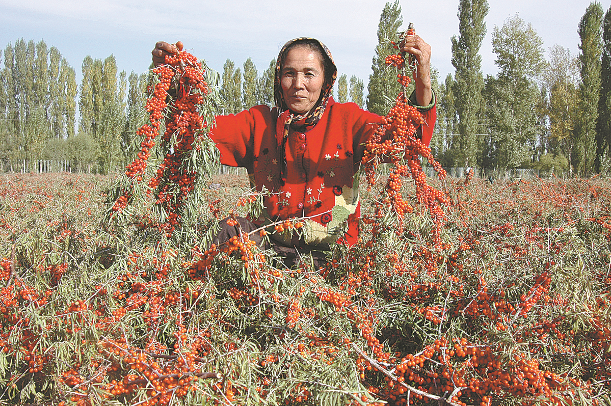 Sea buckthorn boon for county in desert