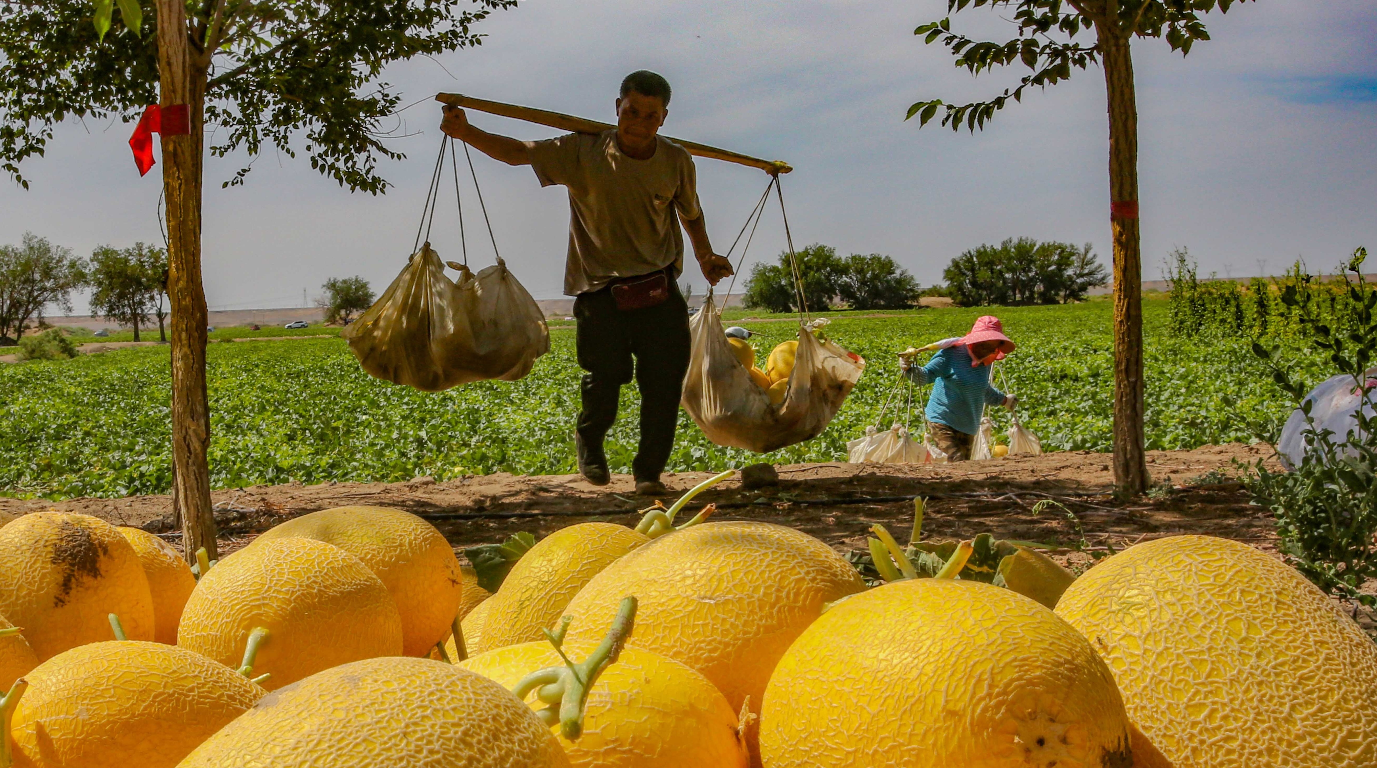 Hami melon alliance to advance its development