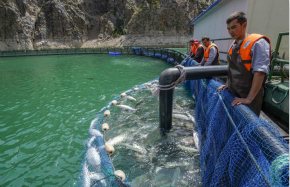 Xinjiang woman hooks into success with fish breeding