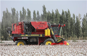 Xinjiang cotton cultivation lifts living standards