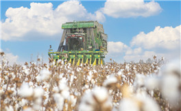 Xinjiang's cotton output tops 5.1m tons