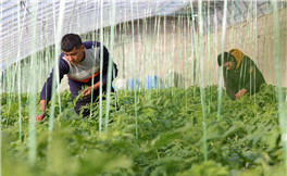 Xinjiang expands loans to boost high-quality development of agriculture