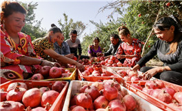 Xinjiang posts steady foreign trade growth in Q1