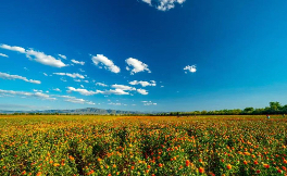 Xinjiang locals' life blooming with safflower