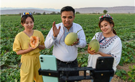 Hami melons sent to overseas markets