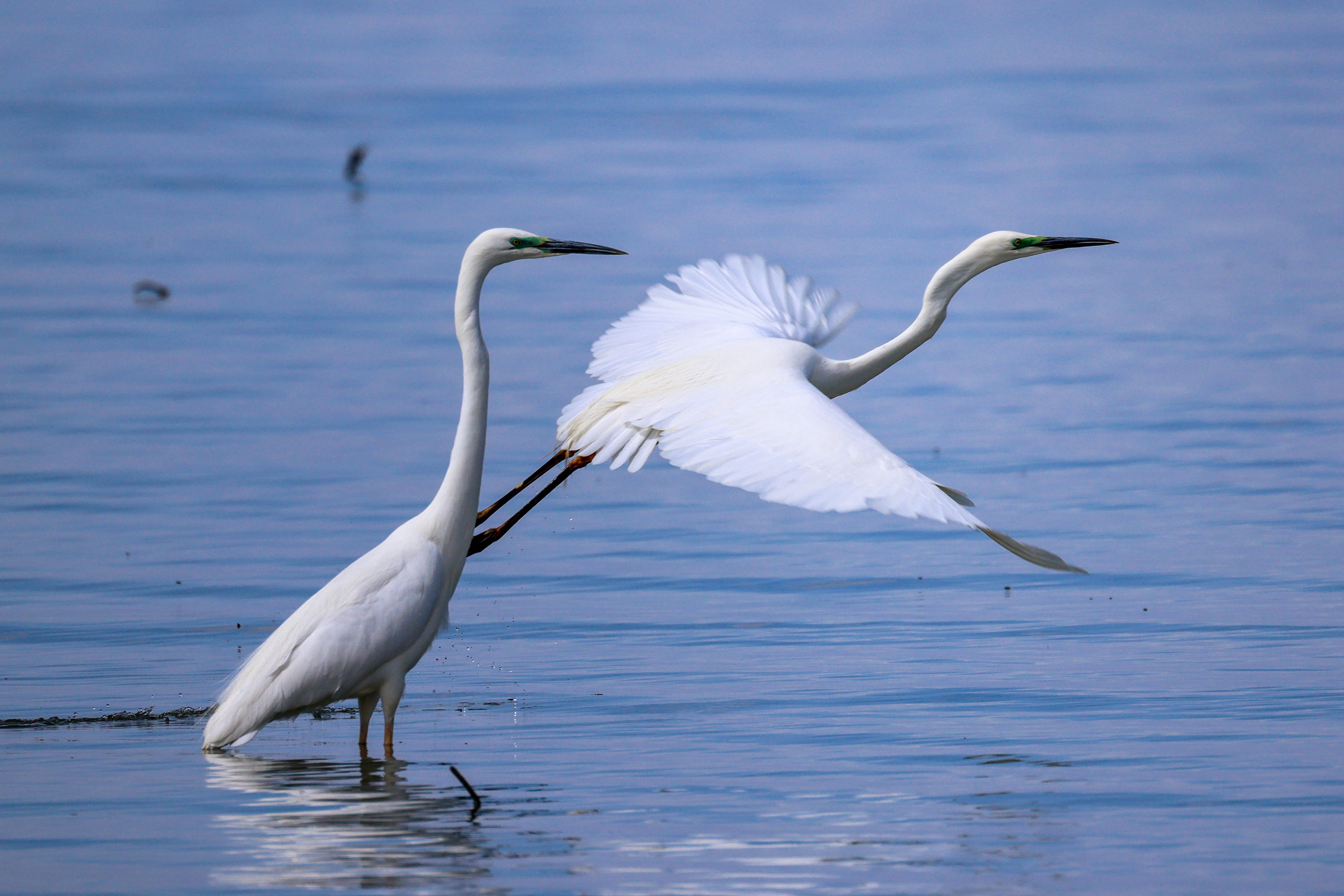 Bosten Lake thrives through conservation efforts