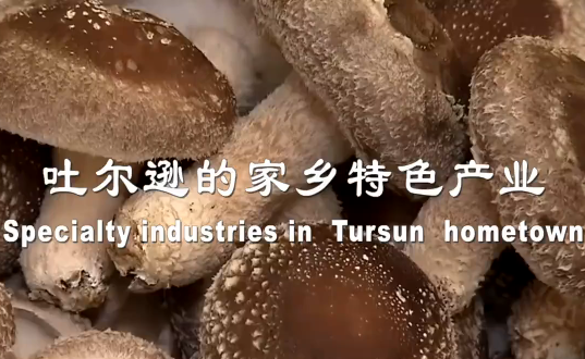 Specialty industries in Tursun hometown