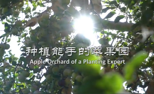 Apple Orchard of a planting expert