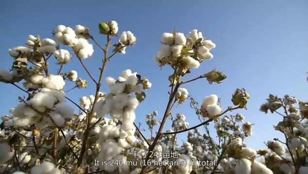 Expert cotton grower