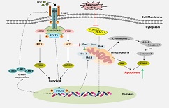 XJTU scientists make new progress in studies of candidate drugs for liver cancer