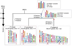 XJTU successfully constructs high-quality genomes of Papaver species