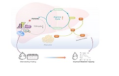 Research brings hope for diabetes treatment and prevention