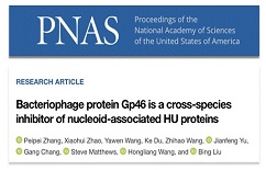 XJTU researchers make progress in bacteriophage inhibition and antimalarial strategies