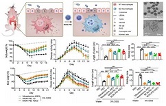 Breakthrough in inflammatory bowel treatment, shows XJTU research