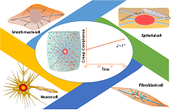 XJTU researchers make new progress in cell mechanics