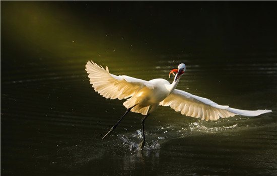 1763459706239039810.jpg ec4708db00b049f7a73ef9acd2df3c92_副本.jpg