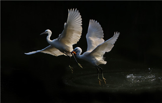 1763459720018027807.jpg 15c65b8343fa4317927bddae767945ba_副本.jpg