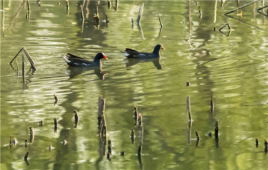 1763461312239066706.png 图片8_副本.png