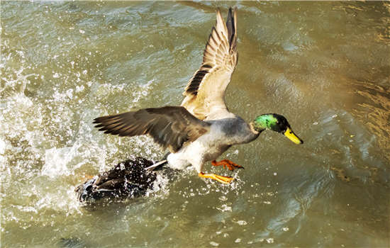 1763461344325060299.png 图片6_副本.png