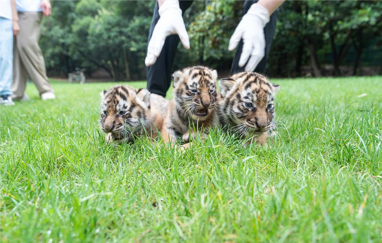 1763461631055034018.png 图片1_副本.png