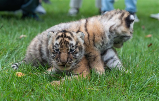 1763461669058002037.png 图片3_副本.png