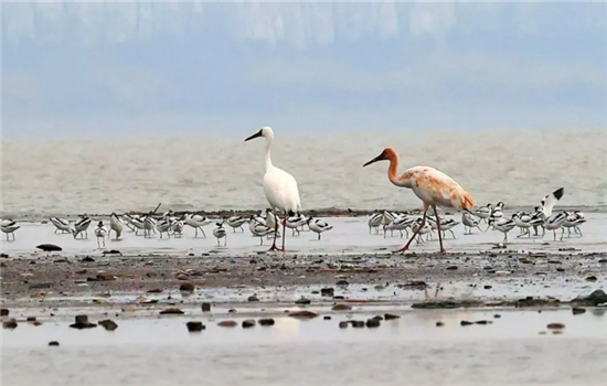 1768817109441088301.png 图片2_副本.png