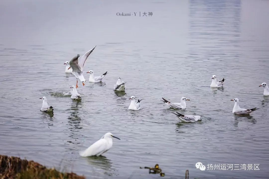 运河三湾鸟类.jpg