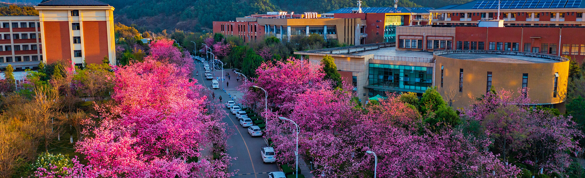Spring, cherry blossoms come to Yunnan University