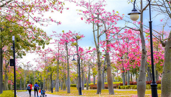 Exotic silk floss trees swirl Hengqin corridor with color