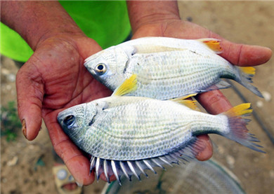 Industrial property rights pend for yellowfin seabream