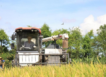 Early rice in Doumen enters harvest season