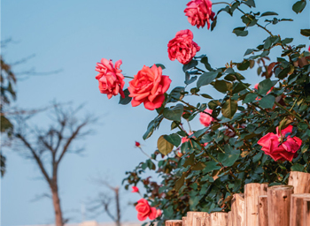 Hengqin Flower Corridor awash with vibrant spring roses