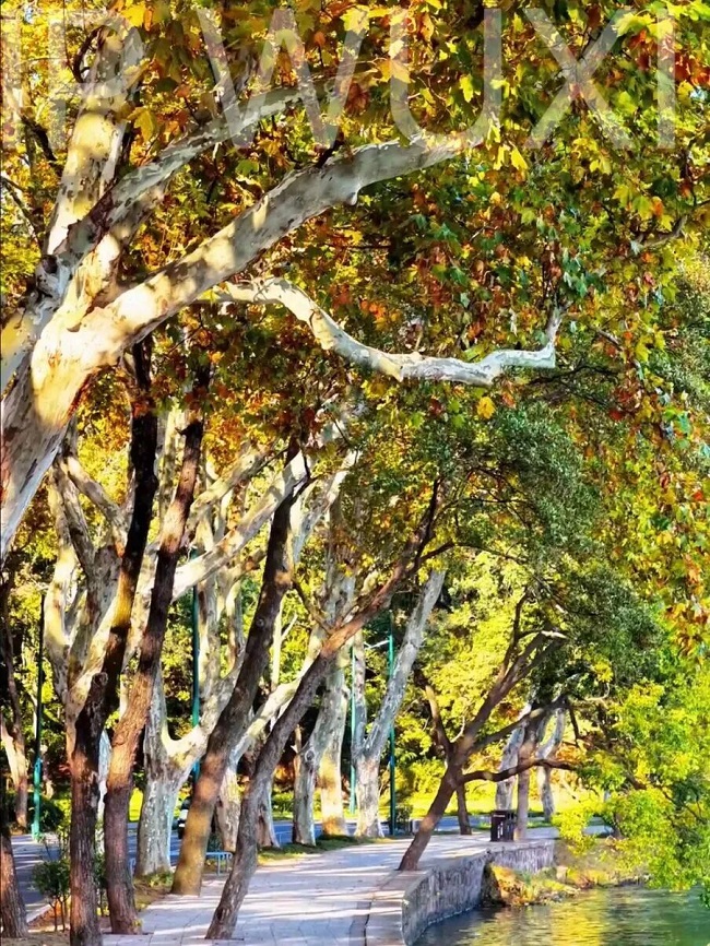 1766628181357021461.jpg 鼋渚路.jpg